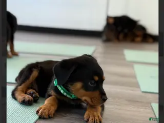 Rottweiler dogs Rottweiler green - Ad 10