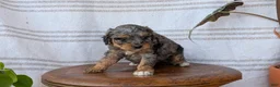 Cavapoo dogs for sale: Melody - Ad 8