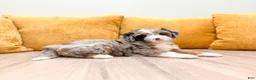 Mini Bernedoodle dogs for sale: Dixie - Ad 3