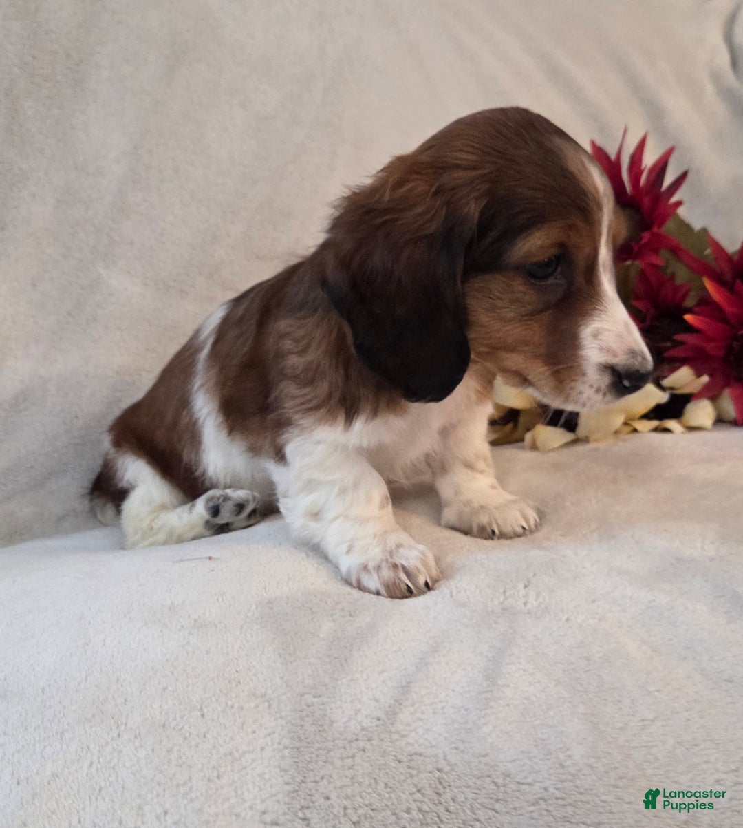 Miniature Dachshund dogs for sale: Peppermint  - Ad 3