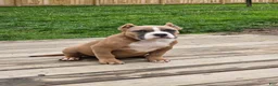 American Bully dogs for sale: Stoney  - Ad 4