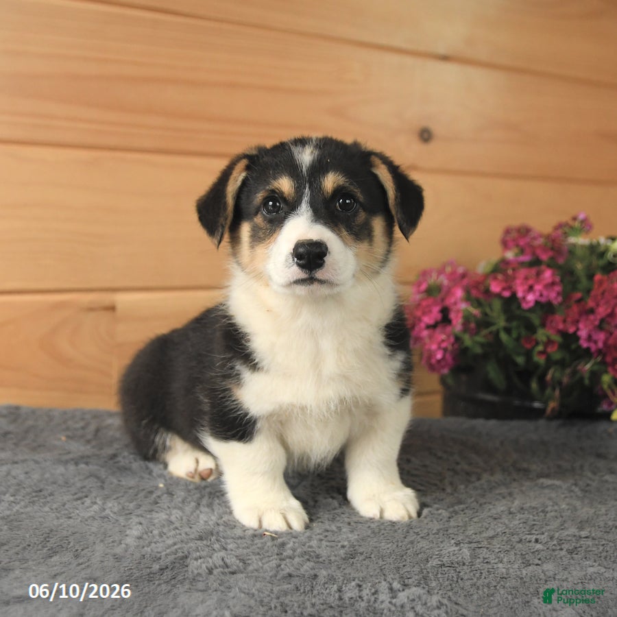 Welsh Corgi Pembroke dogs Jasper - Ad 2