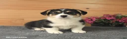 Welsh Corgi Pembroke dogs for sale: Jasper - Ad 7