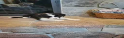 Border Collie dogs for sale: Woody - Ad 3