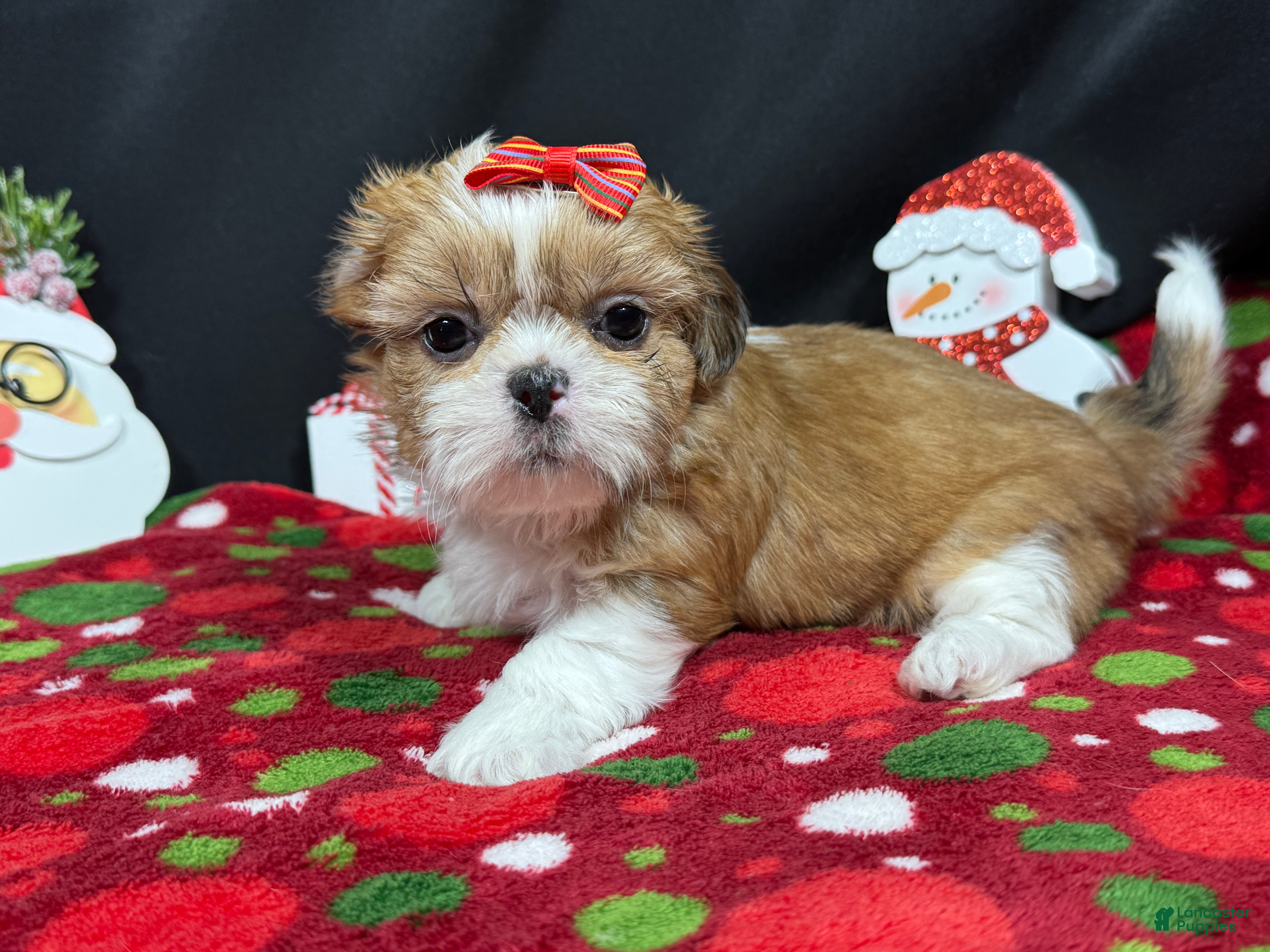 Shih Tzu dogs Shih Tzu Puppy 4 - Ad 3