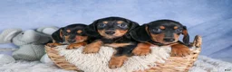 Miniature Dachshund dogs for sale: 🐾 MEET VANCE 🐶❤️ - Ad 14