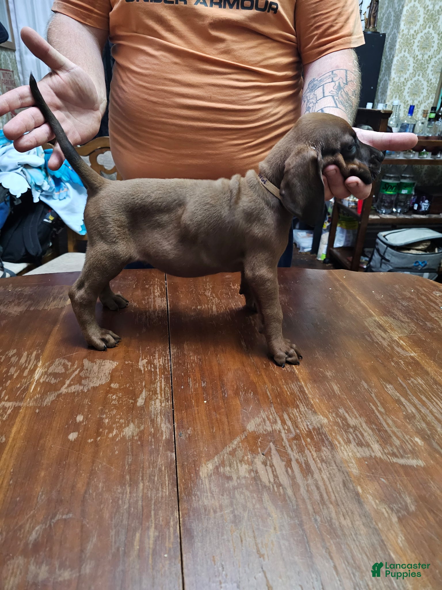 Redbone Coonhound dogs Redbone Coonhound 1(white) - Ad 8