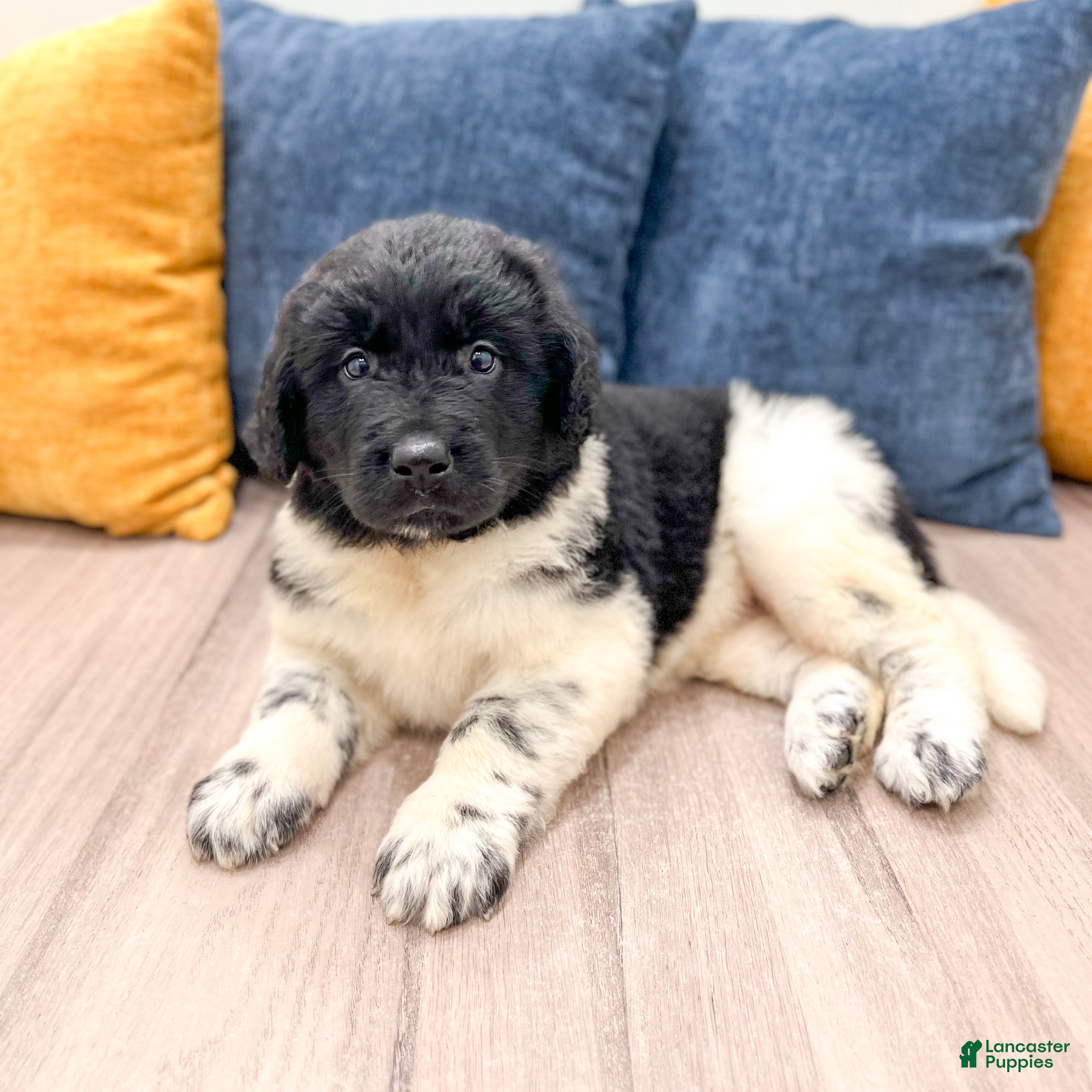 Newfoundland dogs Sadie - Ad 2
