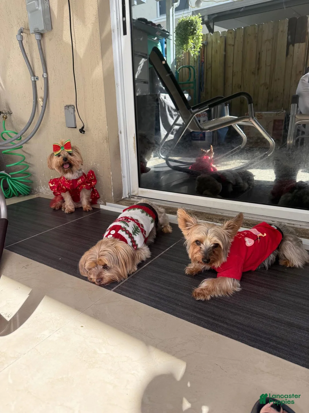 Yorkshire Terrier dogs for sale: Yorkshire Terrier Puppy 2 - Ad 2