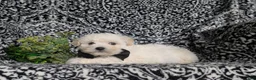 Bichon Frise dogs for sale: Barney - Ad 4