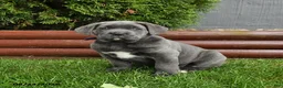 Cane Corso dogs for sale: Aster - Ad 4