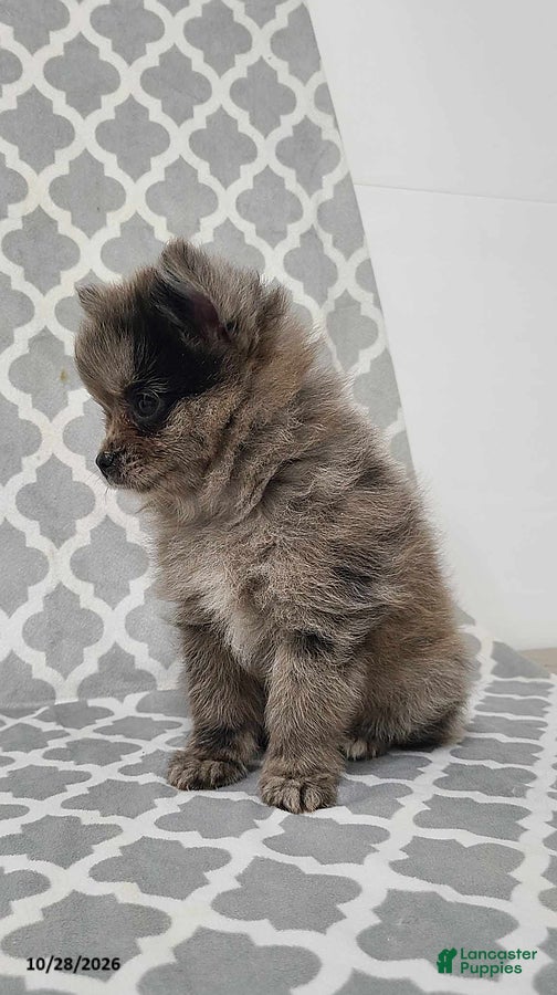 Pomeranian dogs for sale: Karson - Ad 2