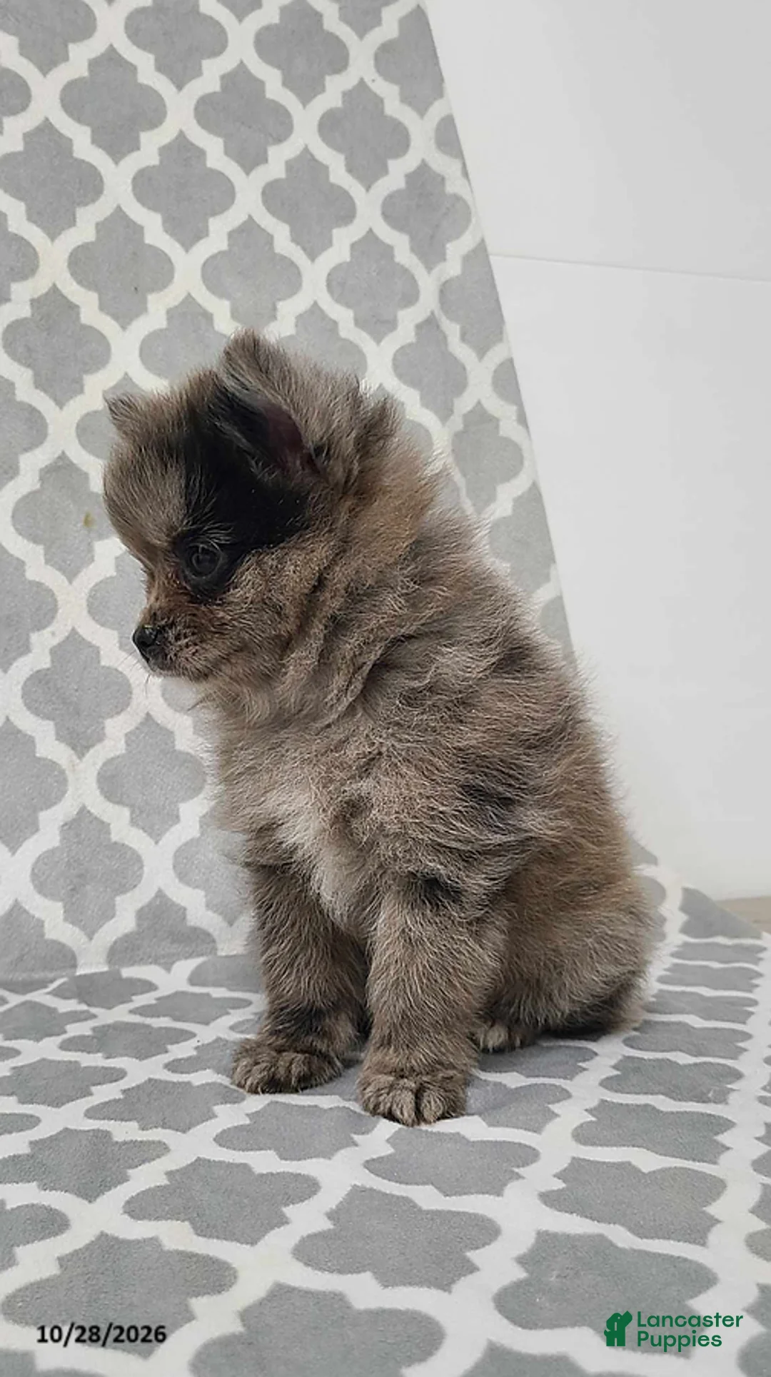 Pomeranian dogs for sale: Karson - Ad 2