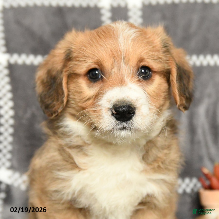 Mixed Breed dogs Baron - Ad 2