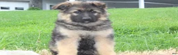 German Shepherd dogs for sale: Evan - Ad 5