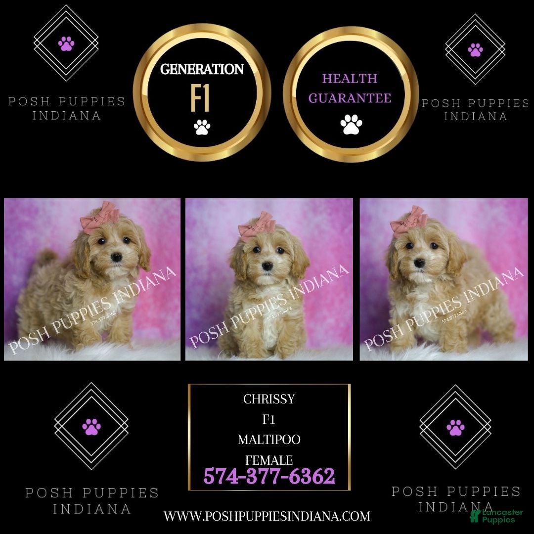 Maltipoo dogs for sale: Chrissy - Ad 2