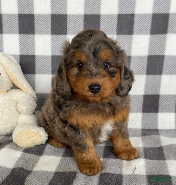 Mini Bernedoodle dogs Perry - Ad 1