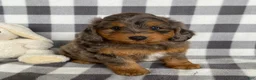 Mini Bernedoodle dogs for sale: Perry - Ad 1
