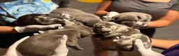 French Bulldog dogs for sale: French Bulldog 4 - Ad 4