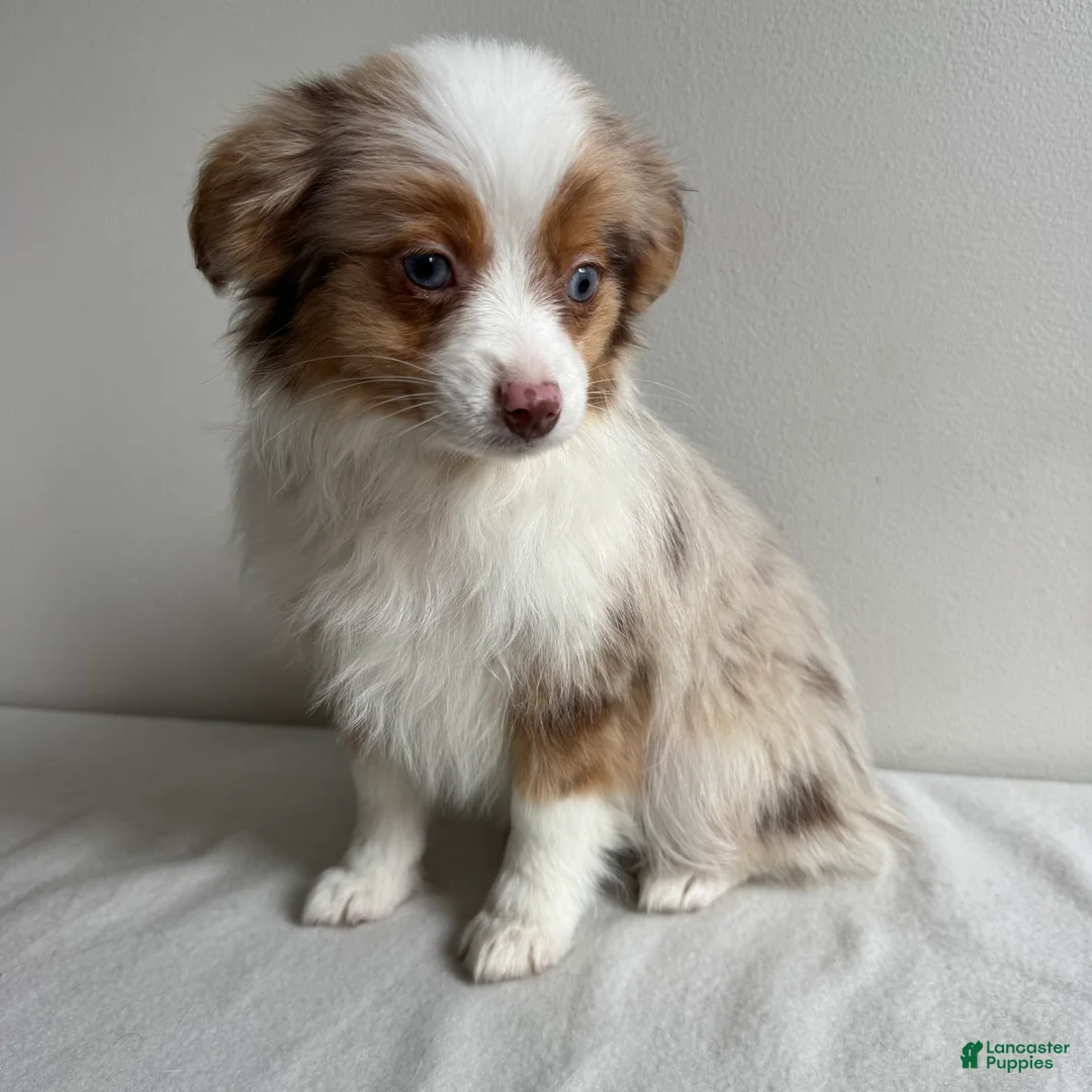 Toy Australian Shepherd dogs for sale: Stassi - Ad 2