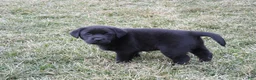 Labrador Retriever dogs for sale: Luke - Ad 7