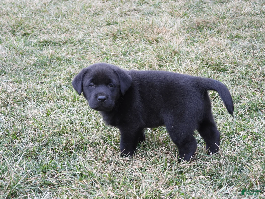 Labrador Retriever dogs for sale: Luke - Ad 7