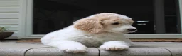 Standard Poodle dogs for sale: Willow AKC standard poodle - Ad 3