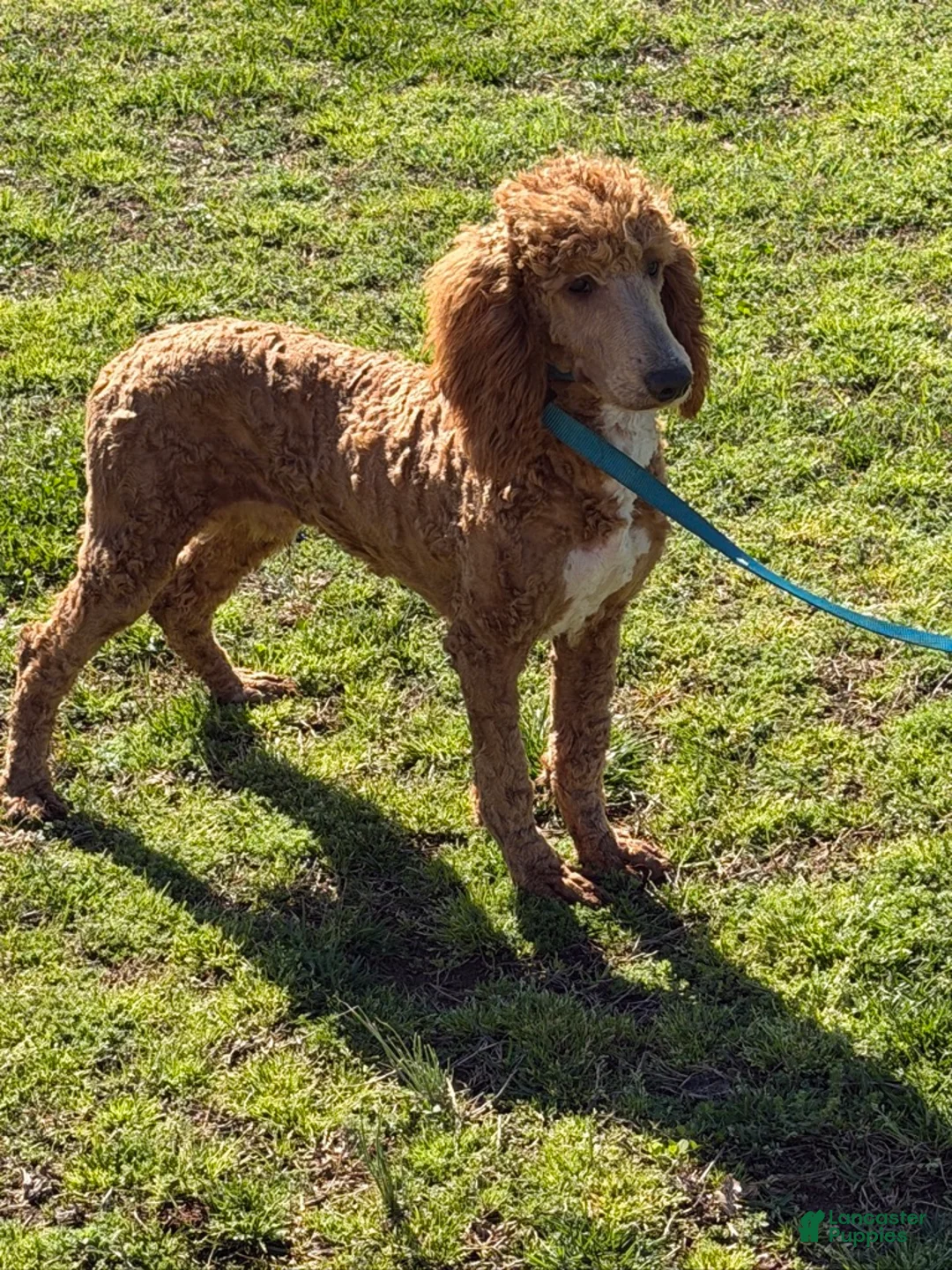 Miniature Poodle dogs for sale: Astro - Ad 3