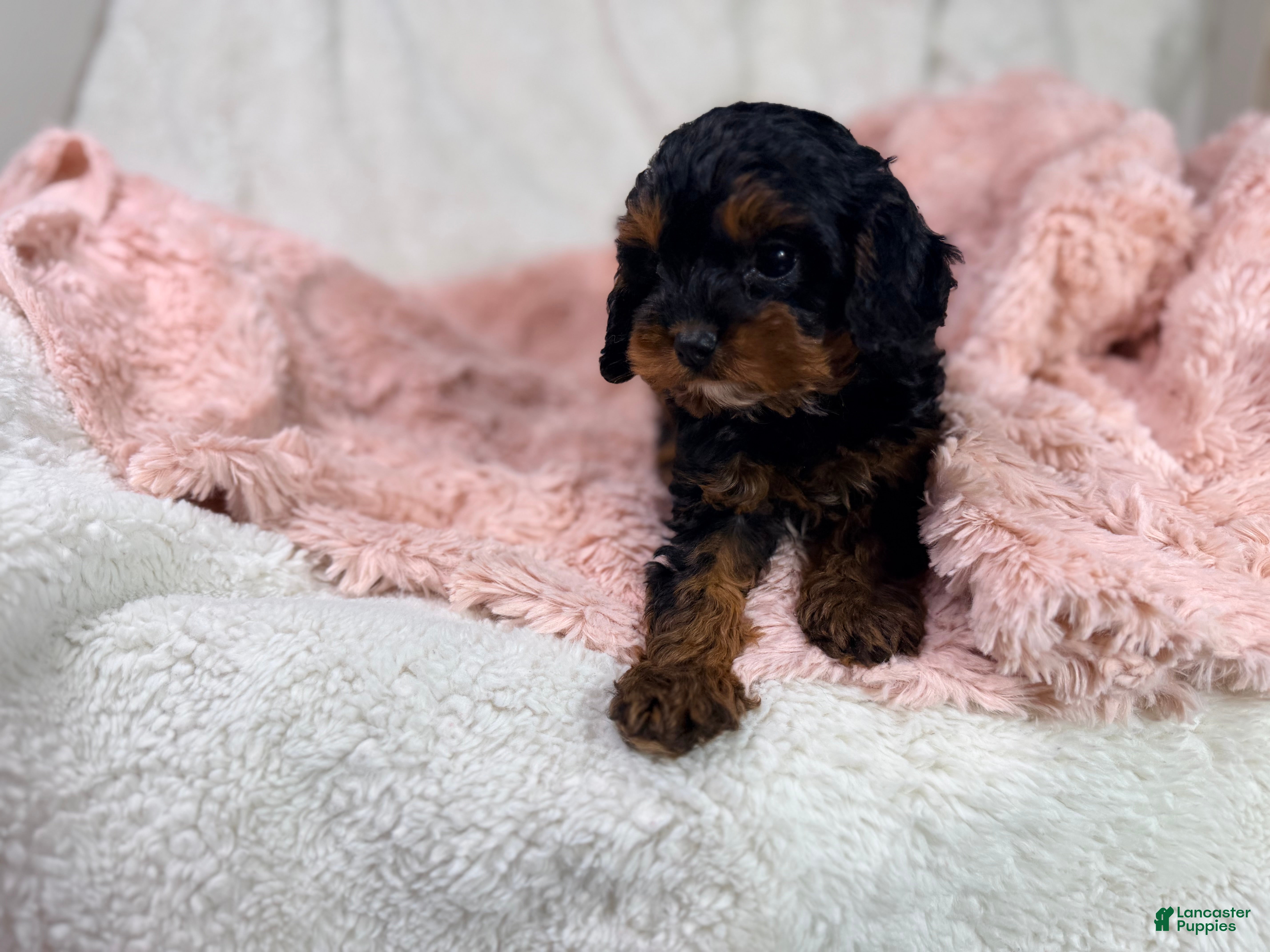 Cavapoo dogs Tootsie 🎀 - Ad 2