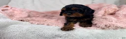 Cavapoo dogs for sale: Tootsie 🎀 - Ad 2