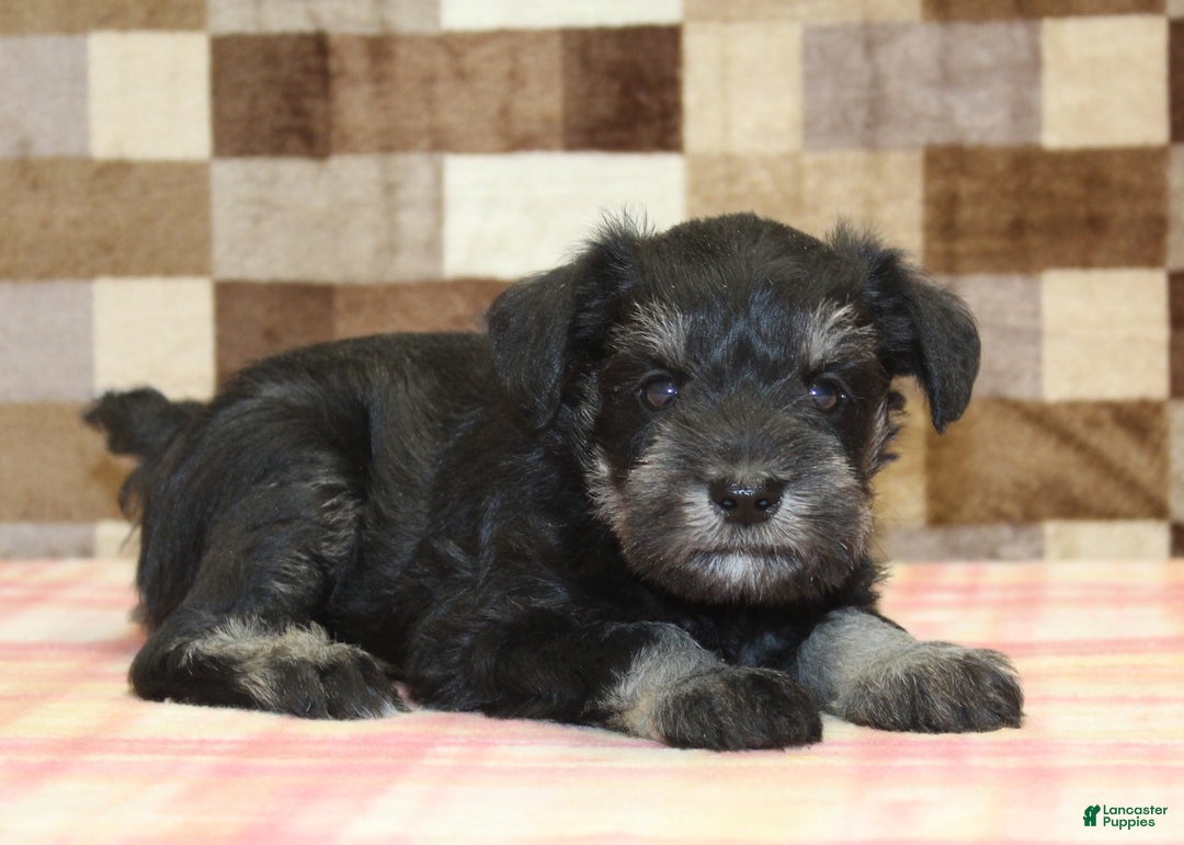 Miniature Schnauzer dogs for sale: Scout - Ad 4