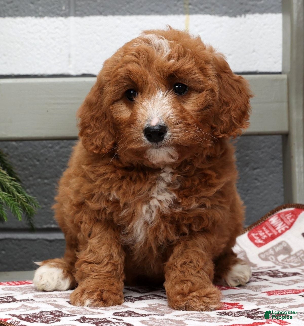 Mini Goldendoodle dogs Kyla - Ad 29