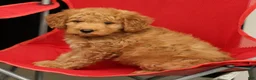 Mini Goldendoodle dogs for sale: Sunny - Ad 8