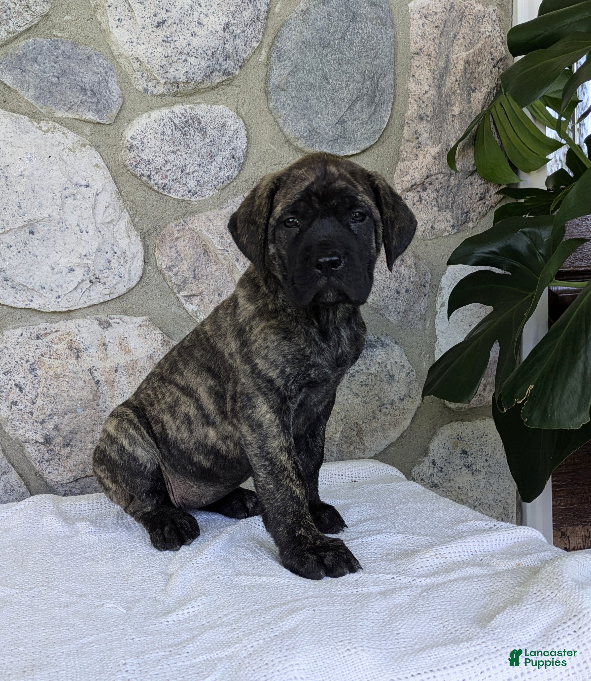 English Mastiff dogs for sale: Ashlee  - Ad 2