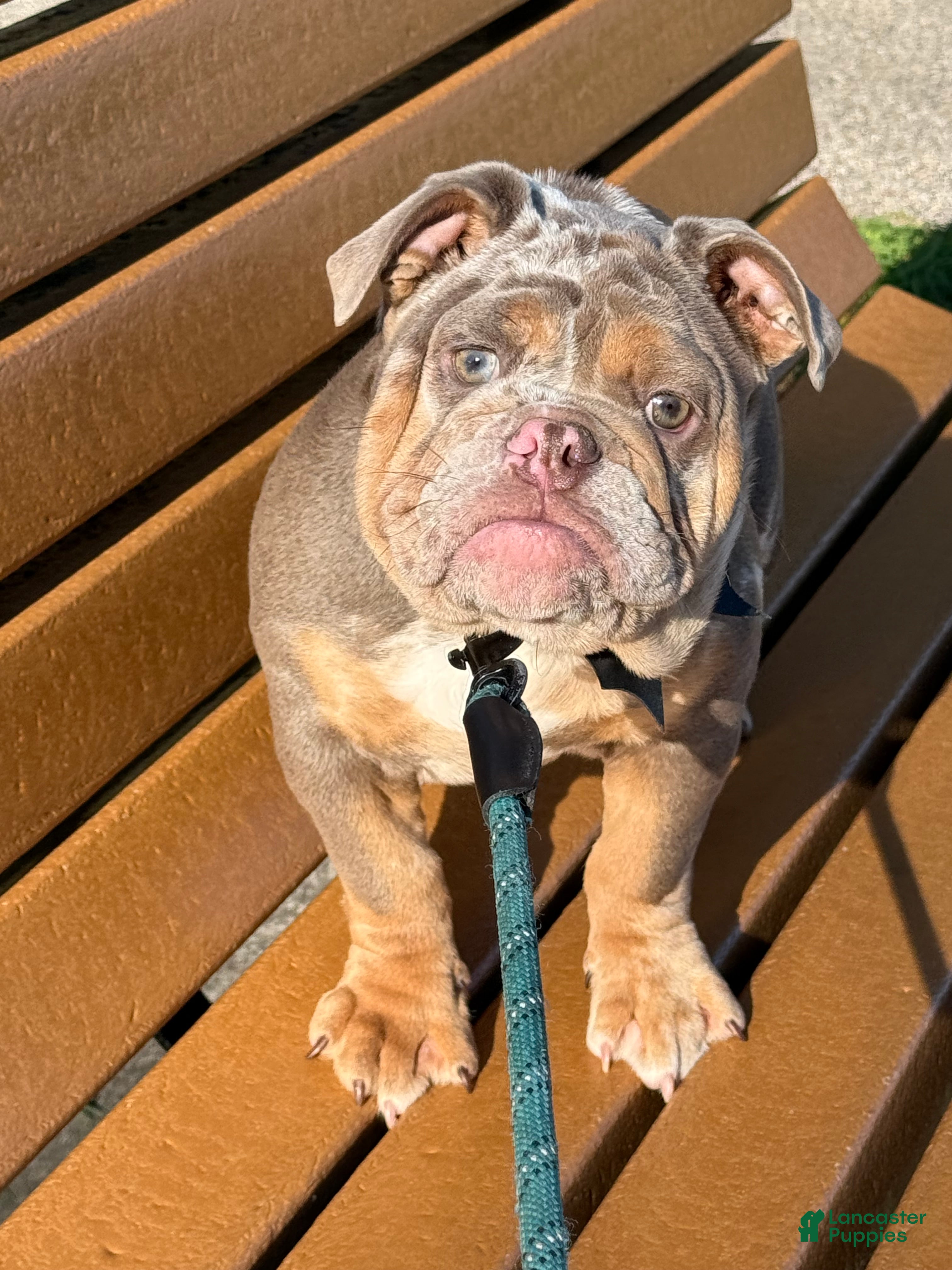 English Bulldog dogs for sale: English Bulldog 1 - Ad 1
