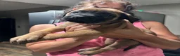 English Mastiff dogs for sale: English Mastiff 3 - Ad 3