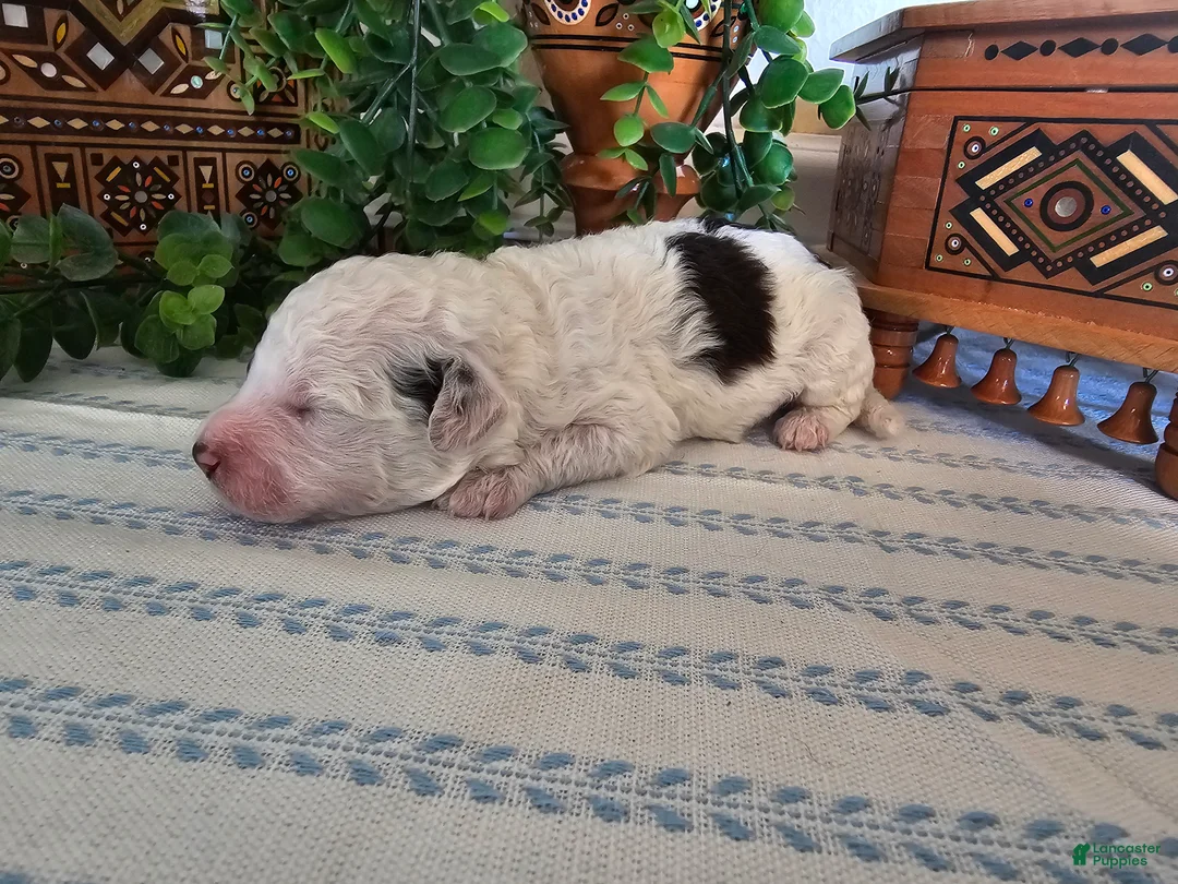 Mini Goldendoodle dogs for sale: Smores  - Ad 2