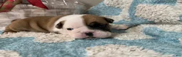 English Bulldog dogs for sale: English Bulldog Puppy 4 - Ad 3