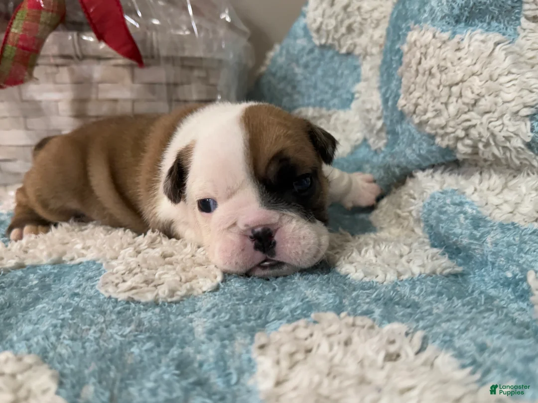 English Bulldog dogs for sale: English Bulldog Puppy 4 - Ad 3
