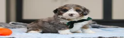 Mini Bernedoodle dogs for sale: Parker - Ad 8