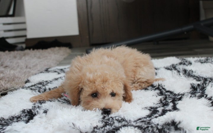 Bichpoo dogs Rolo - Ad 2