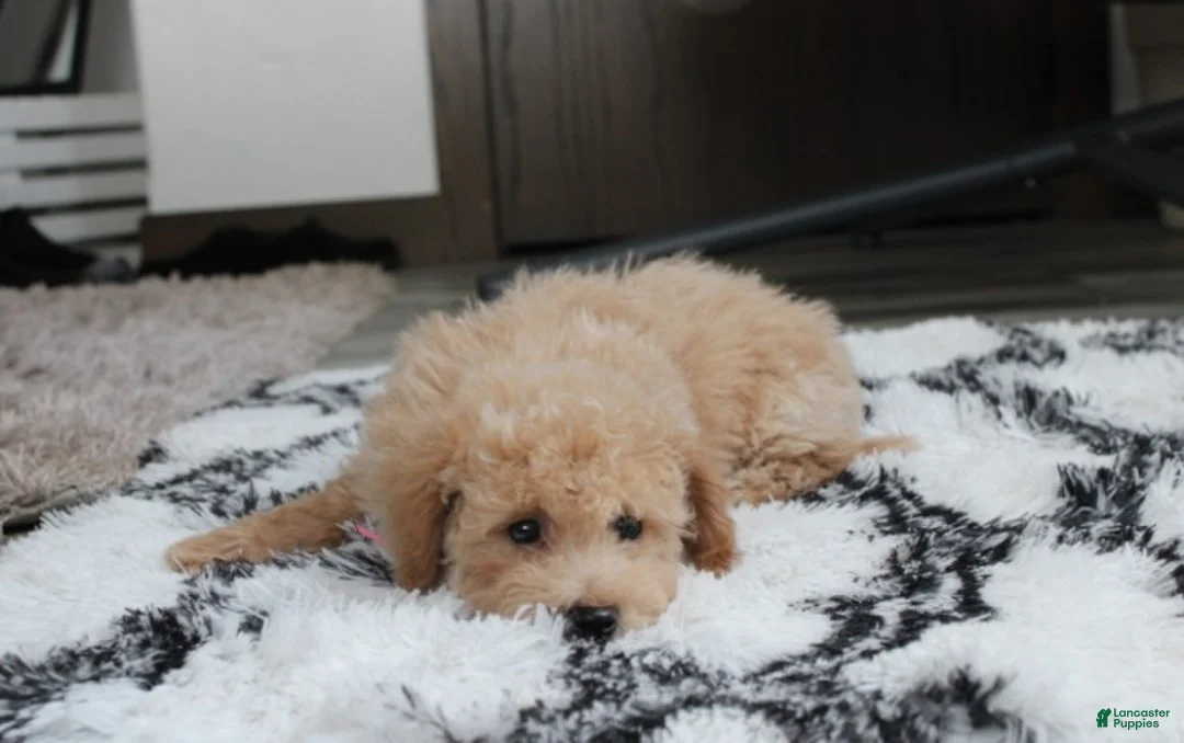 Bichpoo dogs for sale: Rolo - Ad 2