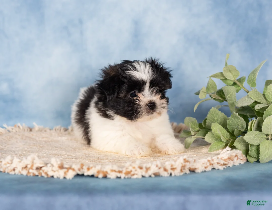 Teddy Bear dogs for sale: Winnie - Ad 2