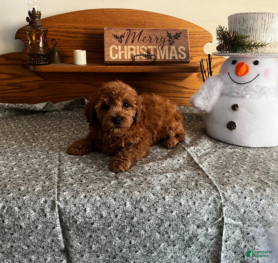 Toy Poodle dogs for sale: Jordan - Ad 3