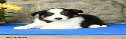 Border Collie dogs for sale: Kyle - Ad 1