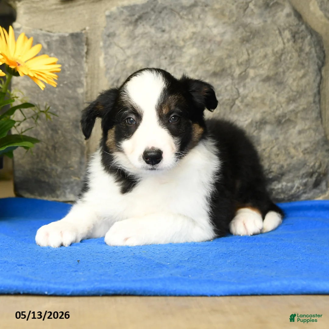 Border Collie dogs for sale: Kyle - Ad 1