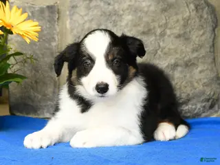Border Collie dogs for sale: Kyle - Ad 2