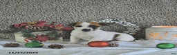 Jack Russell Terrier dogs for sale: Rocky - Ad 5