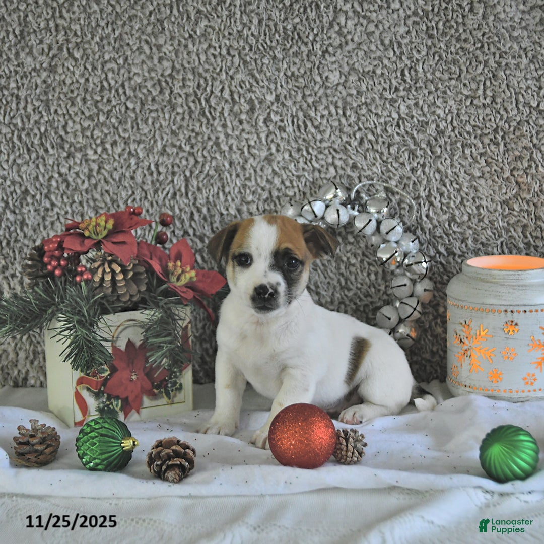 Jack Russell Terrier dogs for sale: Rocky - Ad 5