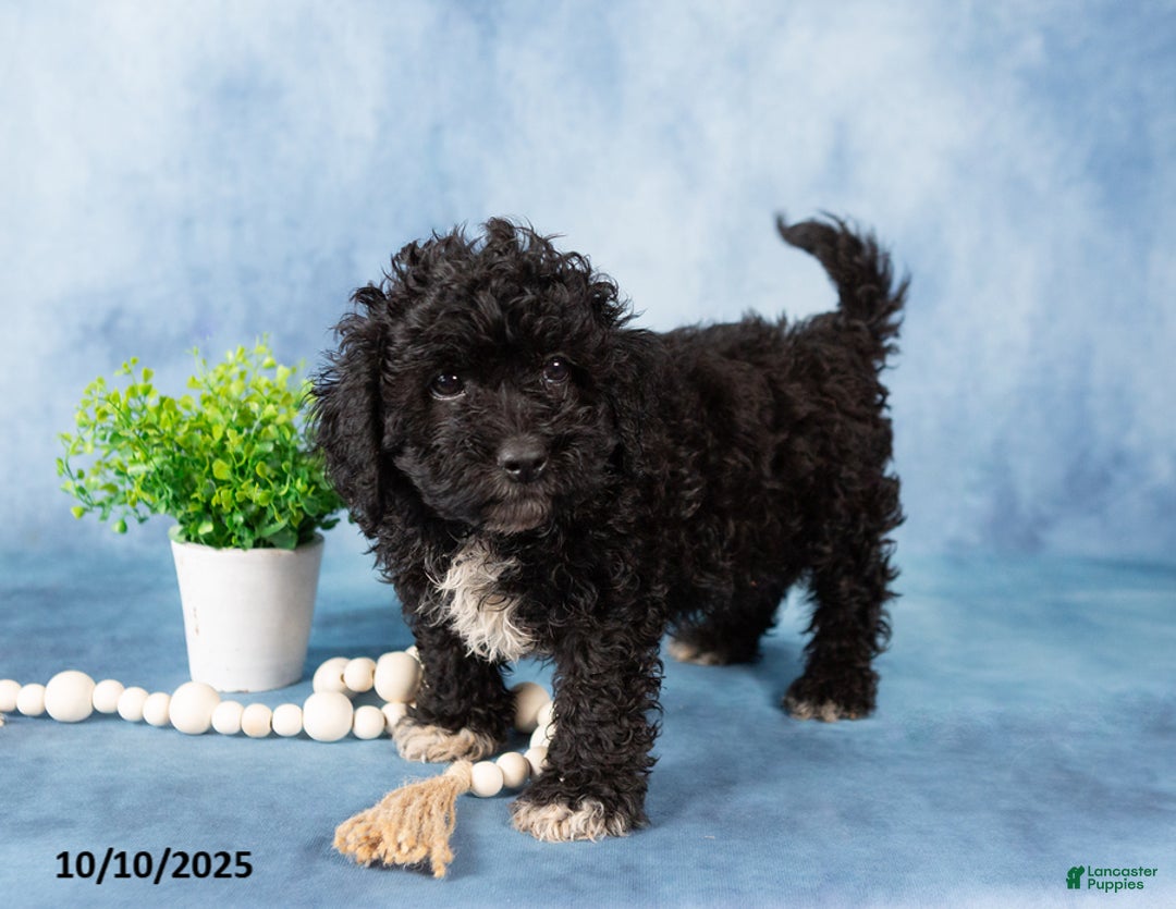 Mixed Breed dogs for sale: Midnight - Ad 4